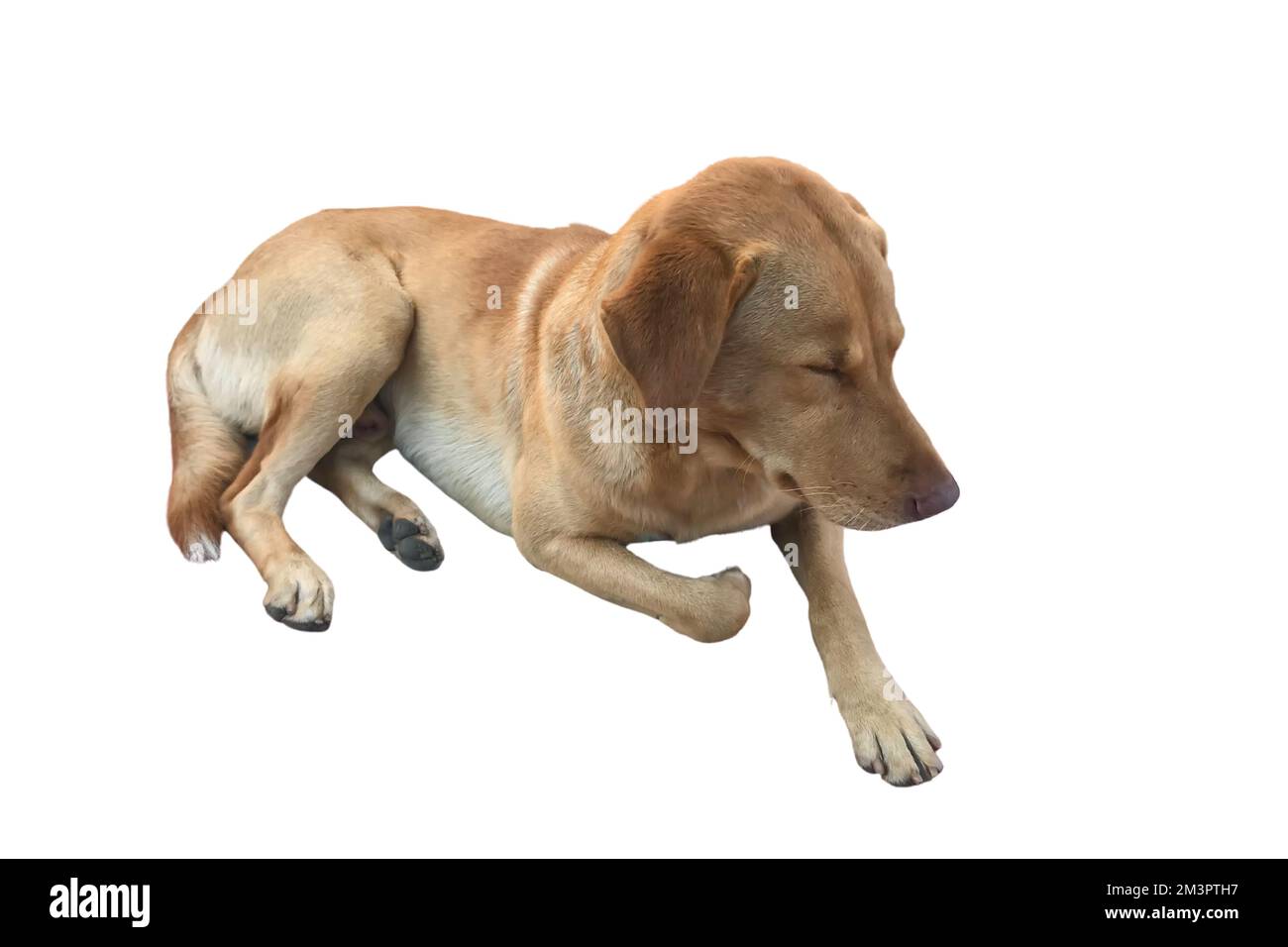 Cane marrone su sfondo bianco isolato Foto Stock