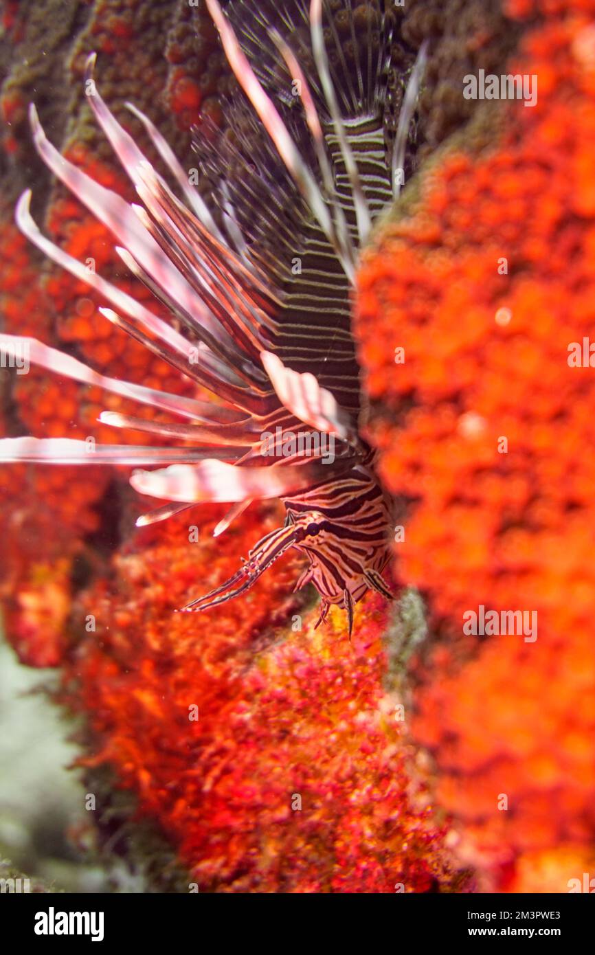 Un bellissimo pesce leone nella colorata barriera corallina nel Mar Rosso in Egitto. Pesci leoni, pesci fuoco, pesci lucci, scuba Diving fotografia subacquea Foto Stock