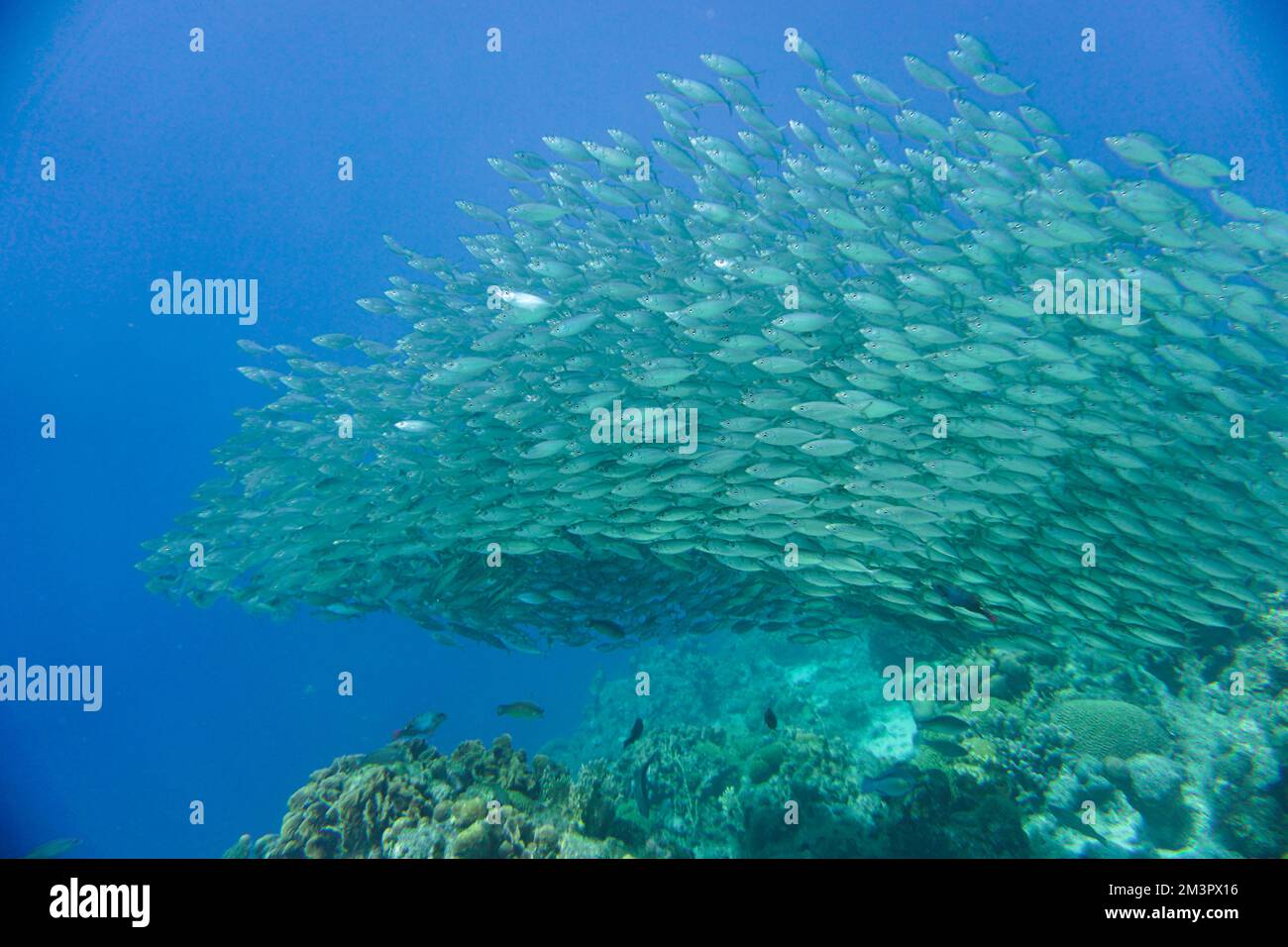 Una grande scuola di pesci d'argento, il bagno di baitball nelle acque blu del mare caraibico a Curacao. Un gruppo di pesci è meglio conosciuto come palla di esca Foto Stock