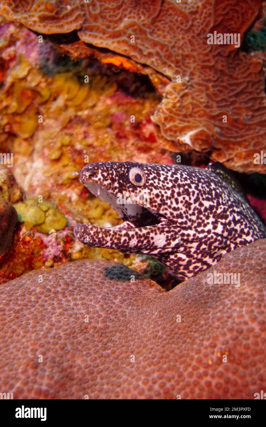 Una bella muraglia macchiata anguilla nella colorata barriera corallina. Scuba Diving fotografia subacquea Foto Stock