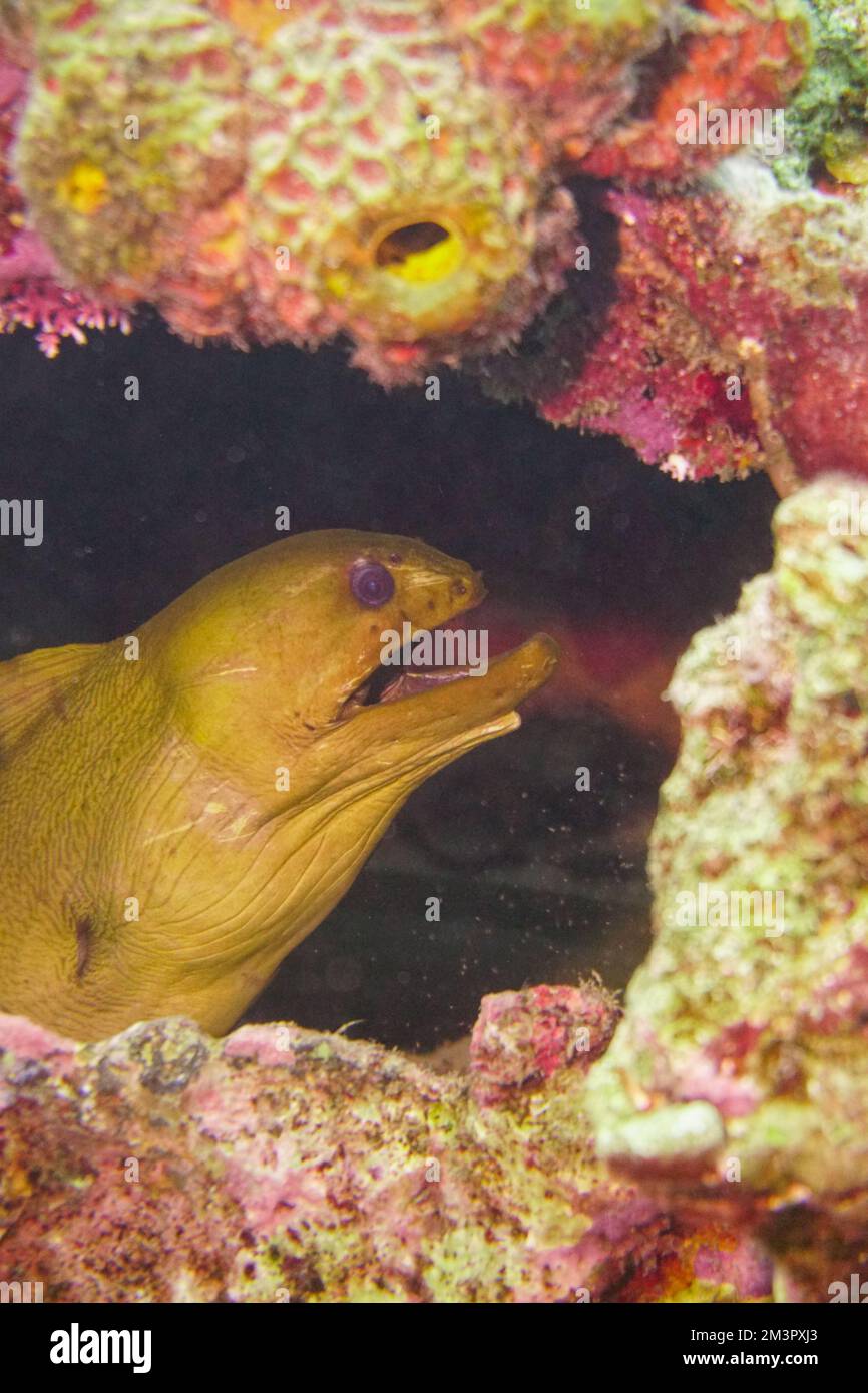 Una grande anguilla muraglia che si nasconde in un vecchio barile di olio scartato. La spazzatura nell'oceano è diventata la sua casa. Barriera corallina artificiale Foto Stock