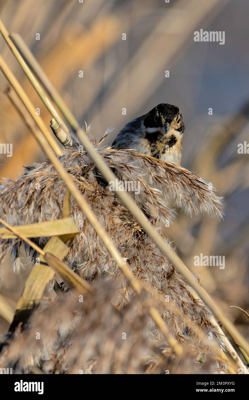 Concia di canne nella palude di titchwell, norfolk Foto Stock