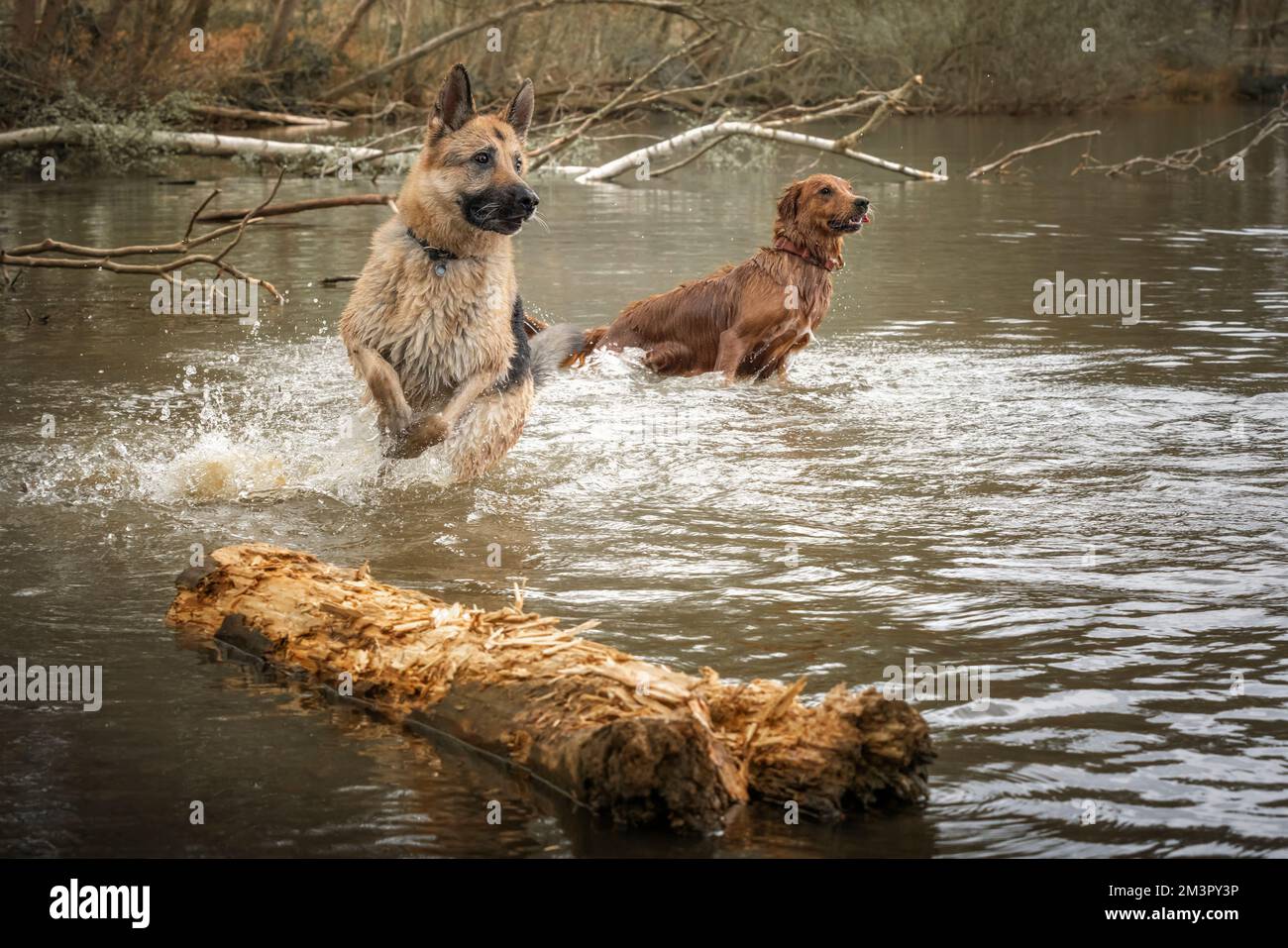 Golden Retriever e German Shepherd Dog giocano insieme in un lago Foto Stock