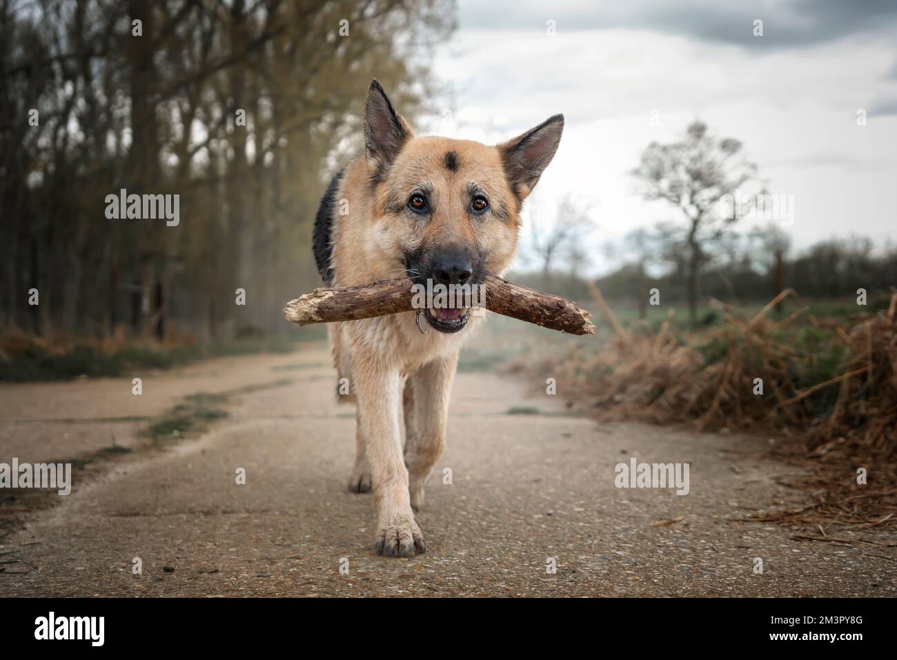 German Shepherd Dog primo piano portando un bastone e camminando direttamente verso la macchina fotografica Foto Stock