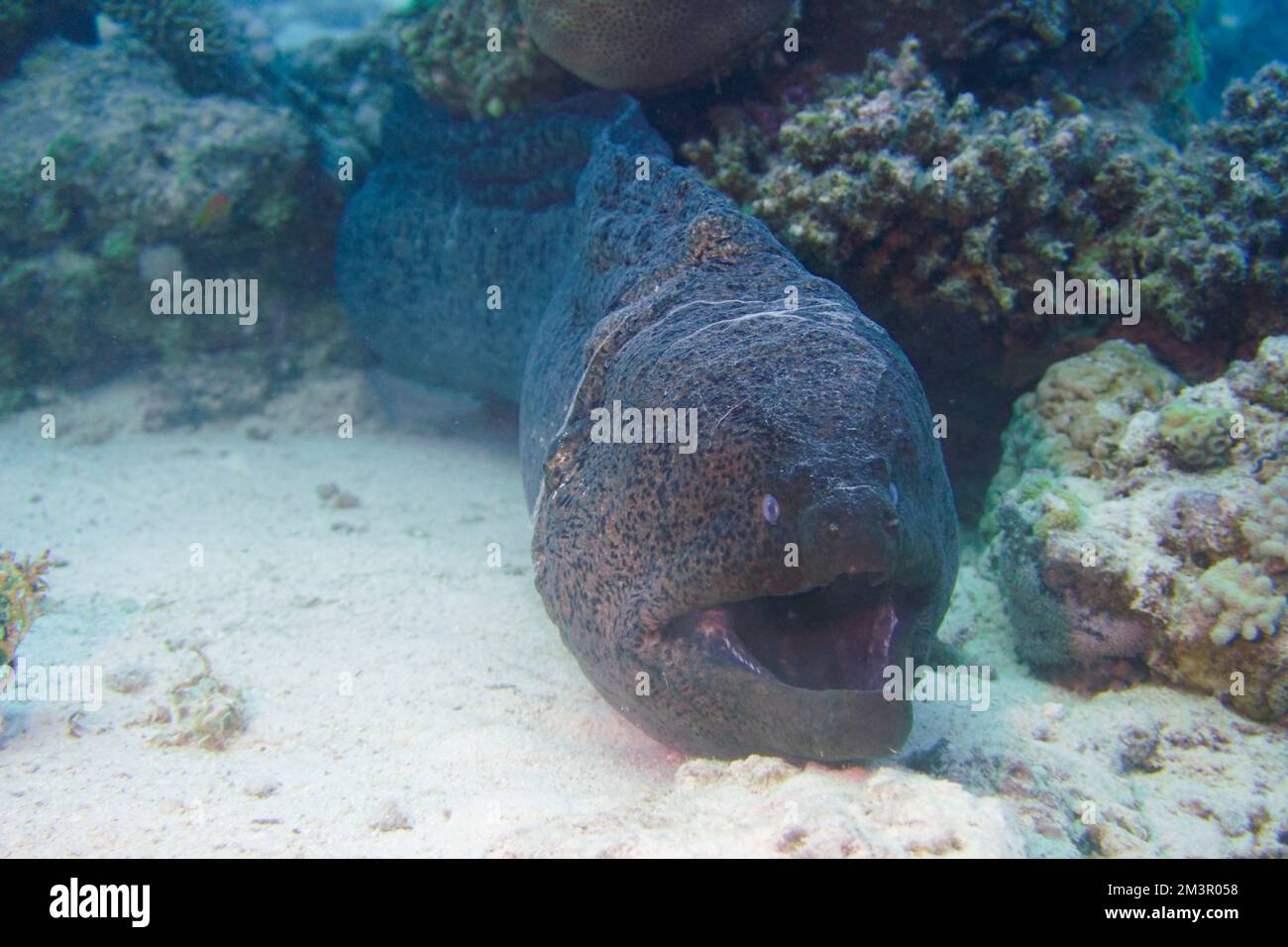 Una grande muraglia con grandi denti affilati che si nascondono nella colorata barriera corallina del Mar Rosso in Egitto. Scuba Diving fotografia subacquea Foto Stock