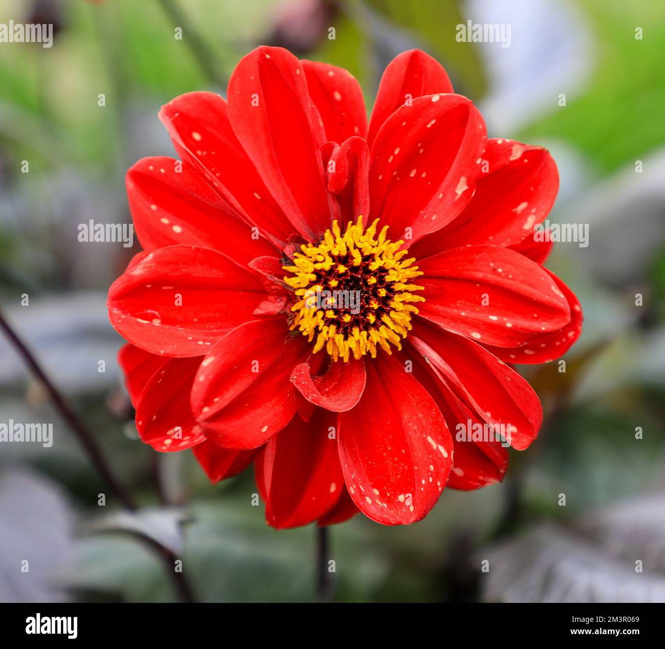 La testa di fiore rosso di Dahlia 'Chic Red' Foto Stock