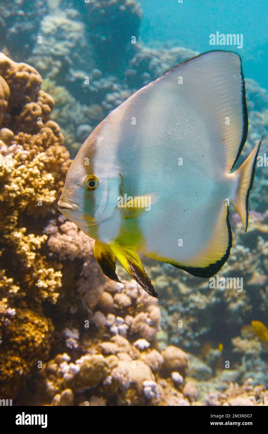 Splendidi pesci corallo nuotano nella colorata barriera corallina del Mar Rosso in Egitto. Scuba Diving fotografia subacquea Foto Stock