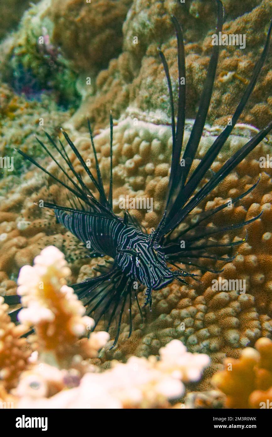 Un bellissimo pesce leone nella colorata barriera corallina nel Mar Rosso in Egitto. Pesci leoni, pesci fuoco, pesci lucci, scuba Diving fotografia subacquea Foto Stock