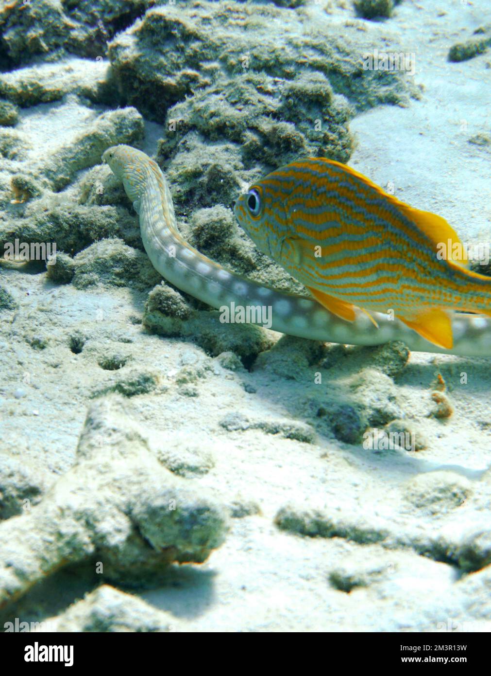 Una bella muraglia macchiata anguilla nella colorata barriera corallina. Scuba Diving fotografia subacquea Foto Stock