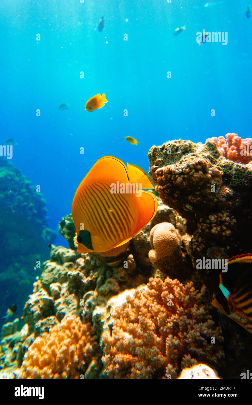 Una bella coppia di pesci farfalla giallo colorata barriera corallina piena di pesci oro nel Mar Rosso in Egitto. Scuba Diving fotografia subacquea Foto Stock
