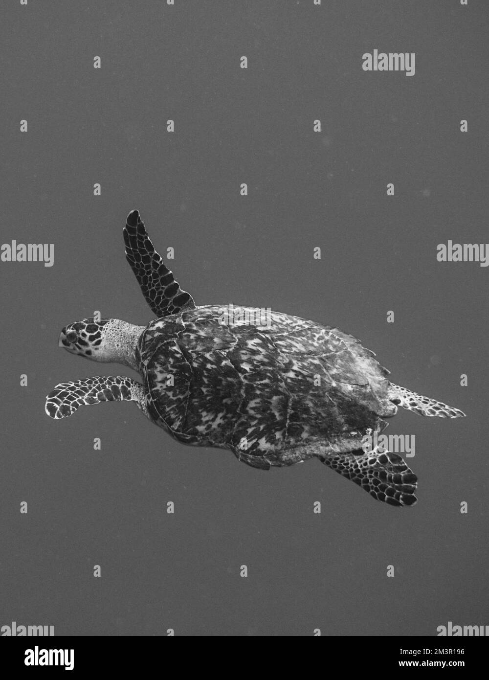 Bella tartaruga del Mar Verde nuotare nel Mar dei Caraibi. Acqua blu. Rilassato, Curacao, Aruba, Bonaire, Scuba Diving, Oceano, sottomarino Foto Stock