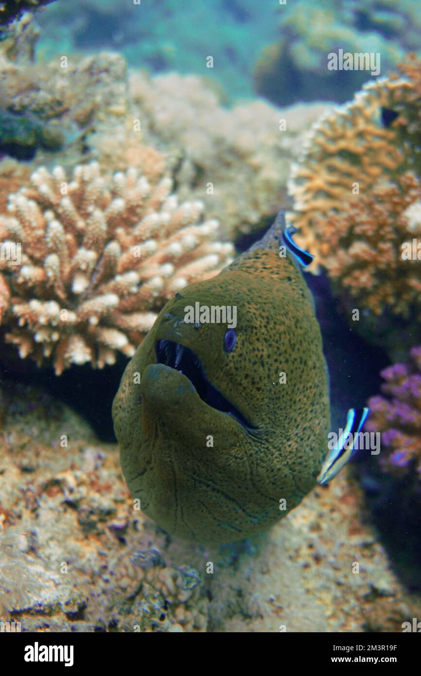 Una bella muraglia grande anguilla con bocca aperta e denti affilati nella colorata barriera corallina nel Mar Rosso in Egitto. Scuba Diving fotografia subacquea Foto Stock