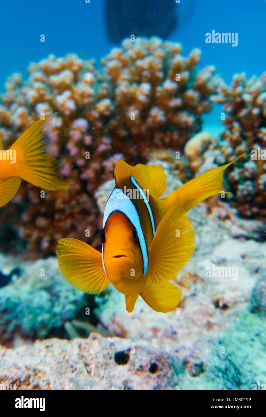 Bellissimo pesce pagliaccio Nemo da trovare Nemo nell'anemone nelle calde acque tropicali del Mar Rosso a Hurghada, Egitto. Immersioni subacquee oceano sottomarino Foto Stock