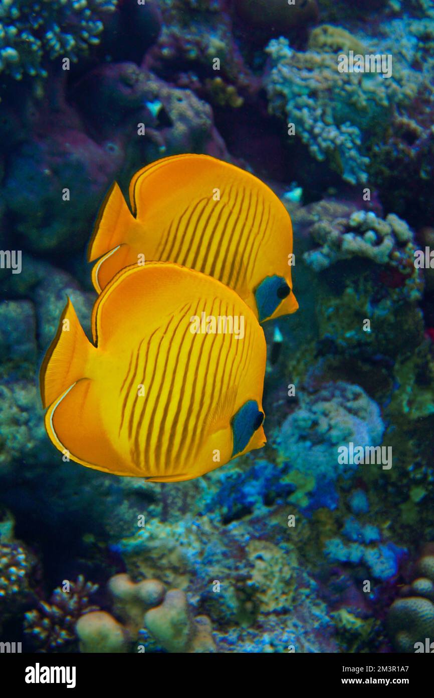 Una bella coppia di pesci farfalla giallo colorata barriera corallina piena di pesci oro nel Mar Rosso in Egitto. Scuba Diving fotografia subacquea Foto Stock