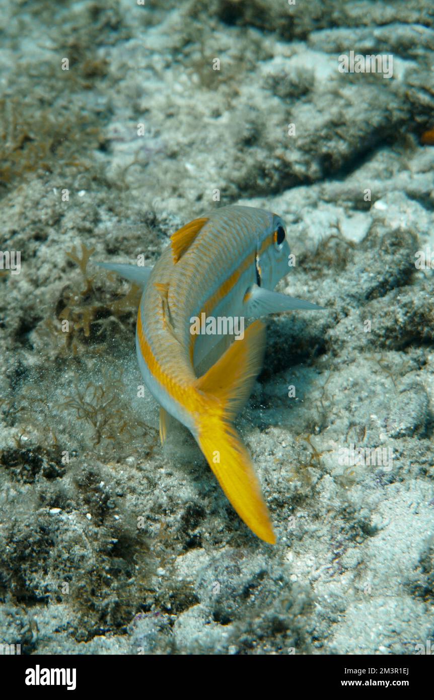 Bel pesce di capra, pesce di capra nuotare nel Mar Rosso in Egitto. Acqua blu. Rilassato, Hurghada, Sharm El Sheikh, animale, immersioni subacquee, oceano, Sott'acqua Foto Stock Bel pesce di capra, pesce di capra nuotare nel Mar Rosso in Egitto. Acqua blu. Rilassato, Hurghada, Sharm El Sheikh, animale, immersioni subacquee, oceano, Sott'acqua Foto Stock