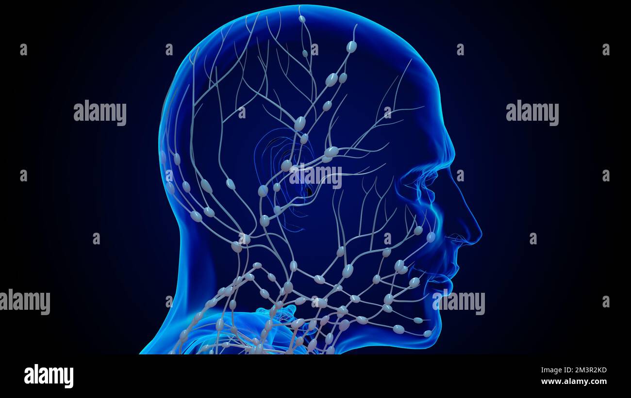 Anatomia dei linfonodi umani per l'illustrazione del concetto medico 3D Foto Stock