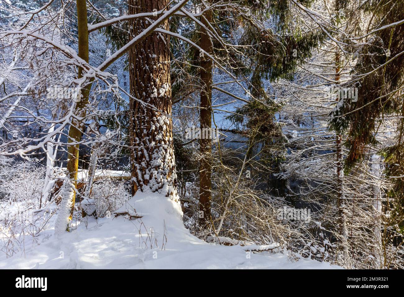 Inverno a Warmia e Masuria, Polonia Foto Stock