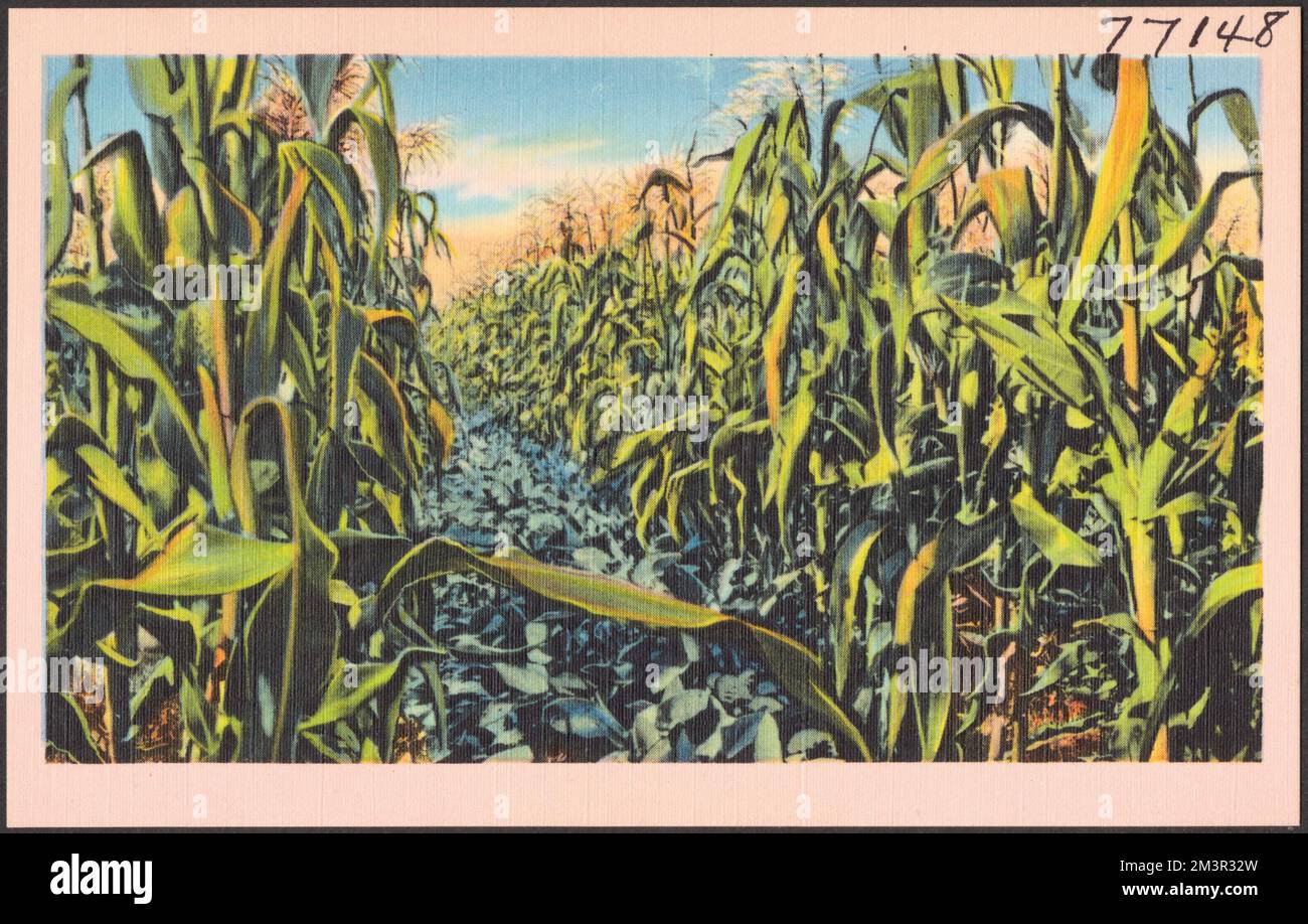 Filari di mais , Corn, Tichnor Brothers Collection, cartoline degli Stati Uniti Foto Stock
