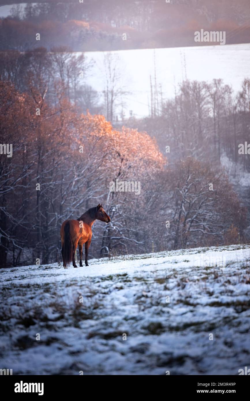 Bruno maestoso cavallo su un campo di neve bianca in Germania in un inverno freddo Foto Stock