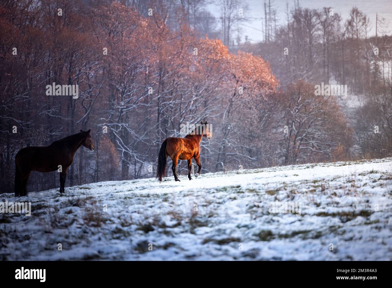 Bruno maestoso cavallo su un campo di neve bianca in Germania in un inverno freddo Foto Stock