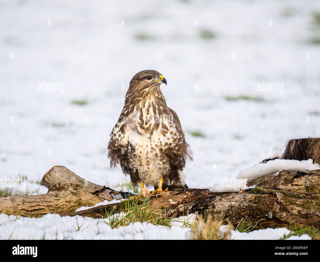 Aberystwyth, Ceredigion, Galles, Regno Unito. 16th Dec, 2022. Inverno a metà Galles con la neve che copre il terreno. La temperatura della notte precedente era scesa sotto i -9 centigradi. Gli uccelli da giardino erano busto intorno agli alimentatori del seme ed una poiana comune riconoscente per alcuni scarti di carne.accreditamento: Notizie dal vivo di Phil Jones/Alamy Foto Stock