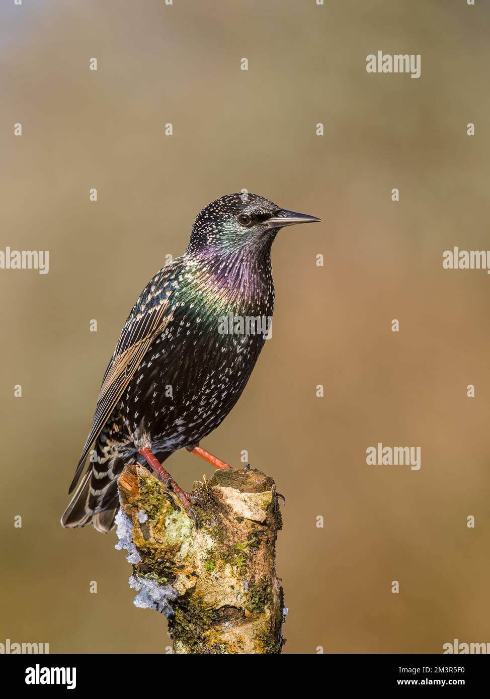 Aberystwyth, Ceredigion, Galles, Regno Unito. 16th Dec, 2022. Inverno a metà Galles con la neve che copre il terreno. La temperatura della notte precedente era scesa sotto i -9 centigradi. Gli uccelli da giardino erano busto intorno agli alimentatori del seme ed una poiana comune riconoscente per alcuni scarti di carne.accreditamento: Notizie dal vivo di Phil Jones/Alamy Foto Stock