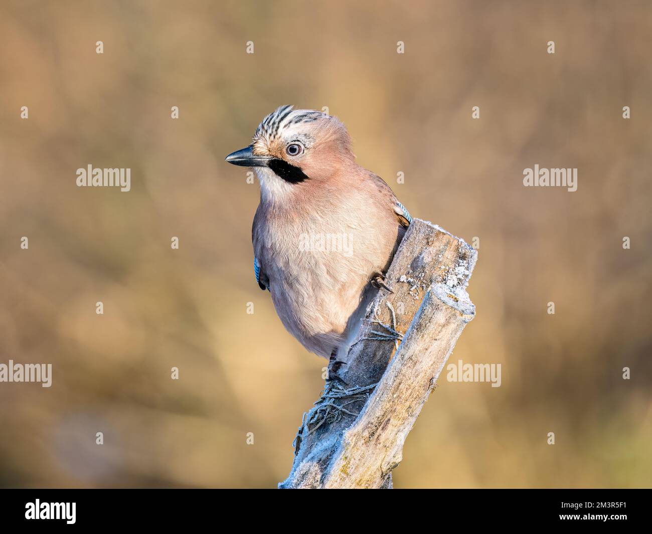 Aberystwyth, Ceredigion, Galles, Regno Unito. 16th Dec, 2022. Inverno a metà Galles con la neve che copre il terreno. La temperatura della notte precedente era scesa sotto i -9 centigradi. Gli uccelli da giardino erano busto intorno agli alimentatori del seme ed una poiana comune riconoscente per alcuni scarti di carne.accreditamento: Notizie dal vivo di Phil Jones/Alamy Foto Stock