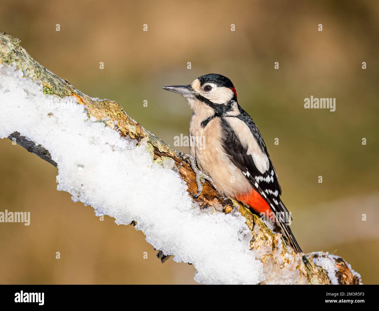 Aberystwyth, Ceredigion, Galles, Regno Unito. 16th Dec, 2022. Inverno a metà Galles con la neve che copre il terreno. La temperatura della notte precedente era scesa sotto i -9 centigradi. Gli uccelli da giardino erano busto intorno agli alimentatori del seme ed una poiana comune riconoscente per alcuni scarti di carne.accreditamento: Notizie dal vivo di Phil Jones/Alamy Foto Stock