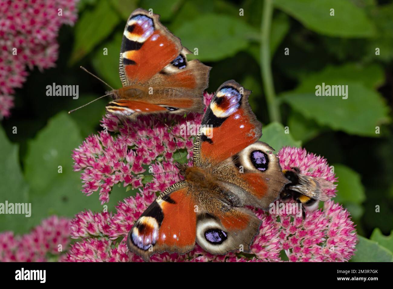 Farfalla Peacock due falene con ali aperte seduto su fiori rossi a sinistra guardando Foto Stock