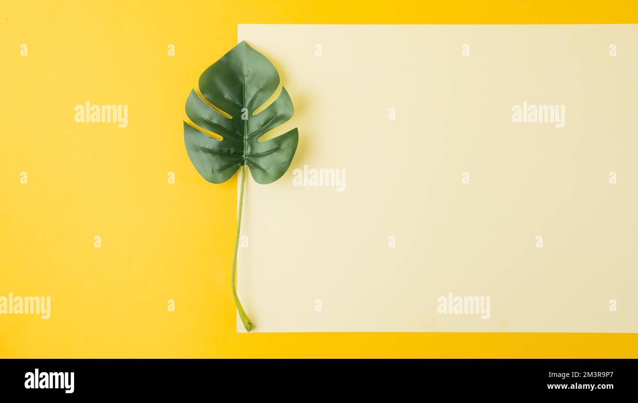 Foglia di Monstera vicino a carta bianca sfondo giallo, risoluzione e di alta qualità bella foto Foto Stock