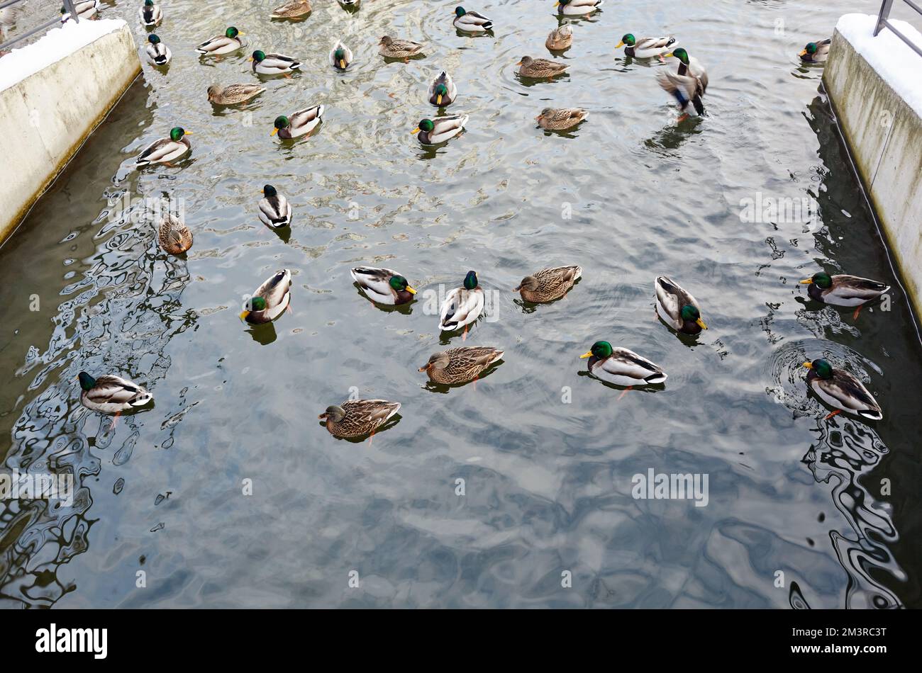 Le anatre Mallard nuotano nello stagno invernale. Uccelli e animali nella fauna selvatica Foto Stock