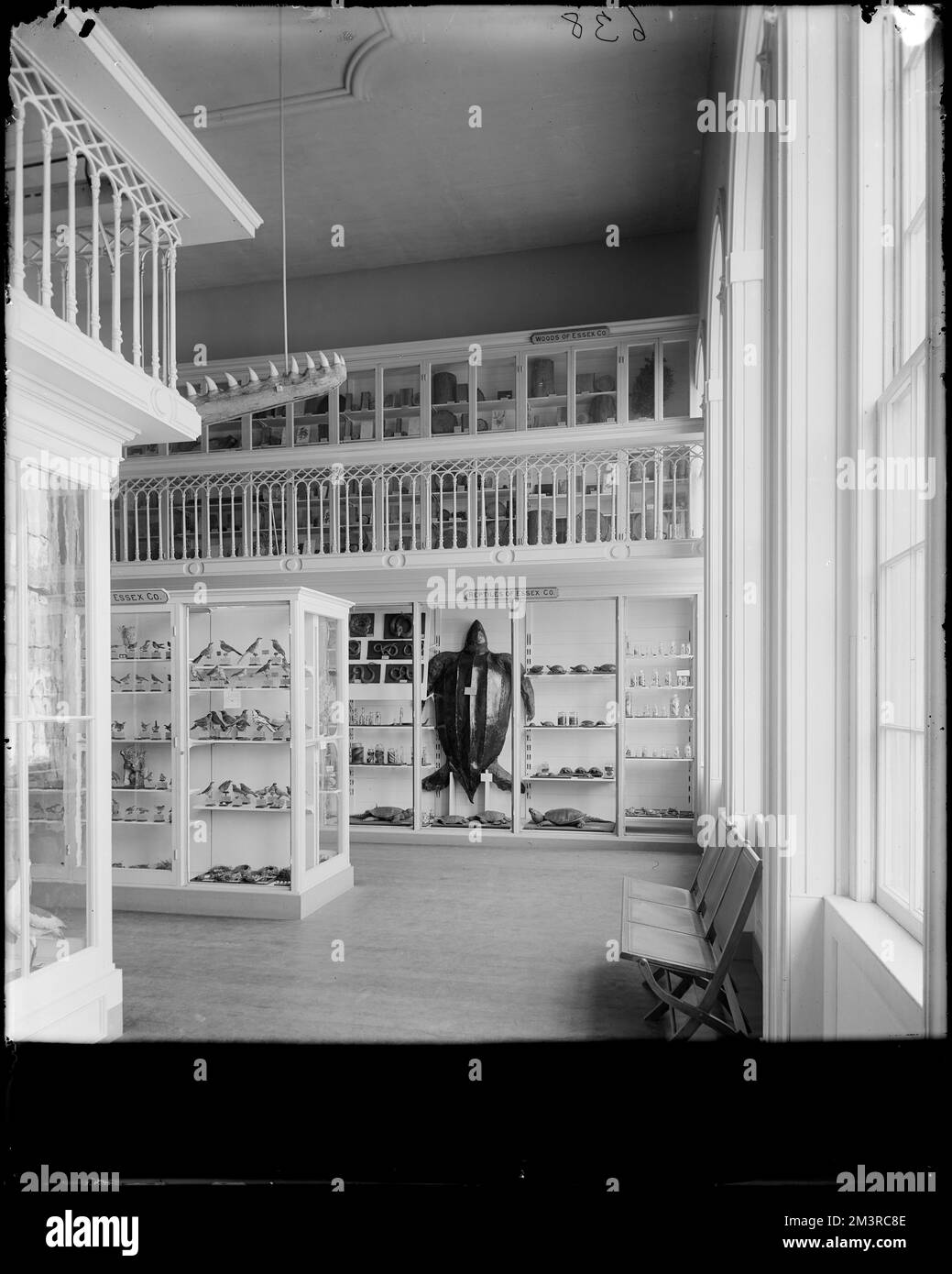 Salem, 161 Essex Street, interno del Museo Peabody, gallerie e musei, interni, Taxidermy. Frank Cousins Collezione di negativi in lastra di vetro Foto Stock