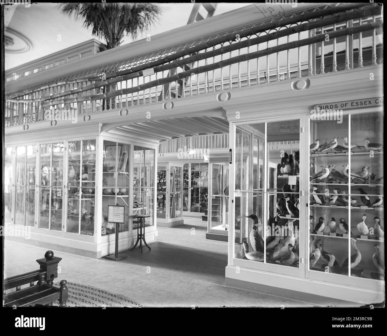 Salem, 161 Essex Street, interno del Museo Peabody, gallerie e musei, interni, Taxidermy. Frank Cousins Collezione di negativi in lastra di vetro Foto Stock
