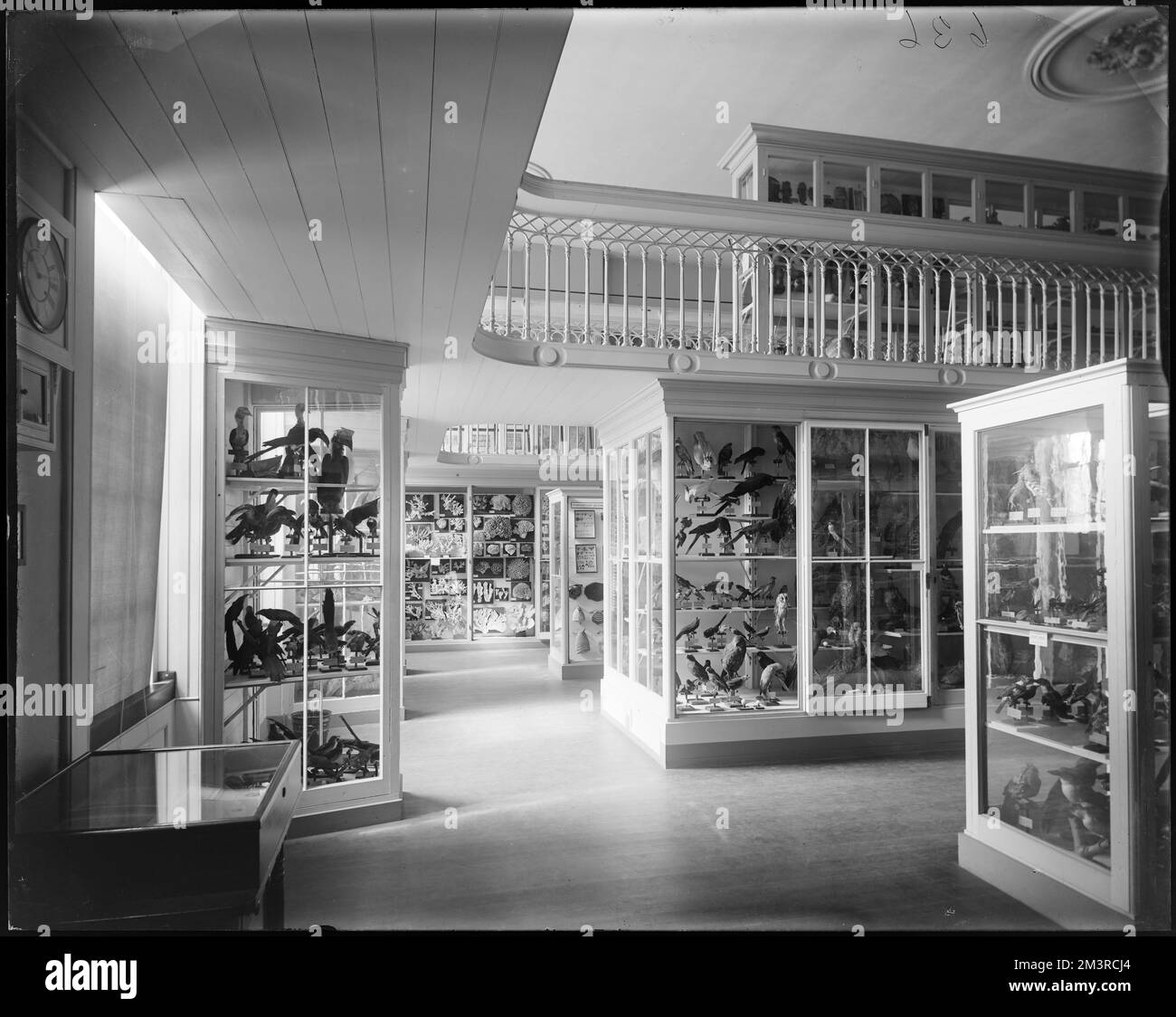 Salem, 161 Essex Street, interno del Museo Peabody, gallerie e musei, interni, Taxidermy. Frank Cousins Collezione di negativi in lastra di vetro Foto Stock