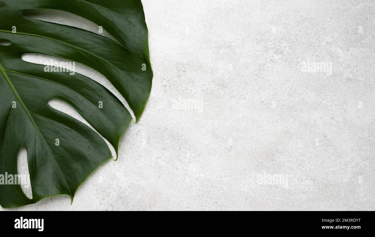 Vista dall'alto della foglia di monstera con spazio copia. Risoluzione e foto di alta qualità Foto Stock