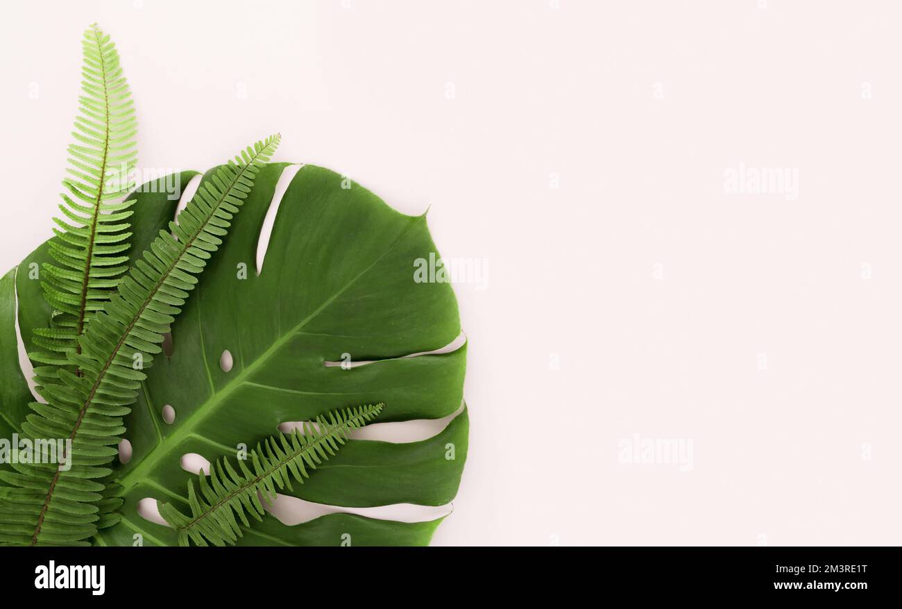 Vista dall'alto della foglia di monstera e delle felci con spazio copia. Risoluzione e foto di alta qualità Foto Stock