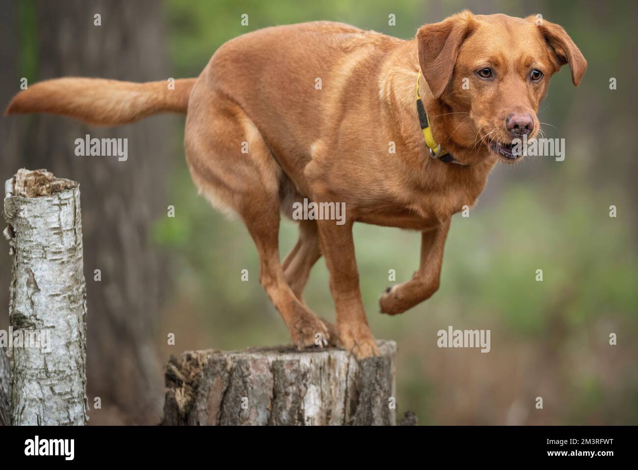 Fox Red Labrador su un ceppo di albero in posa nella foresta in procinto di saltare Foto Stock