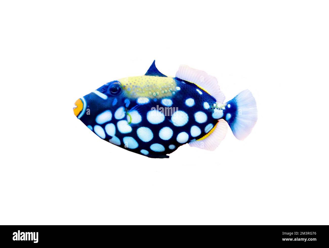 Il pesce pagliaccio (Balistoides conspicillum), freeze frame, barriera corallina, Maldive, sfondo bianco Foto Stock