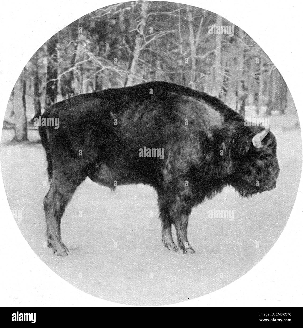 Bisonte europeo in pericolo in tempo di guerra, 1915 Foto Stock