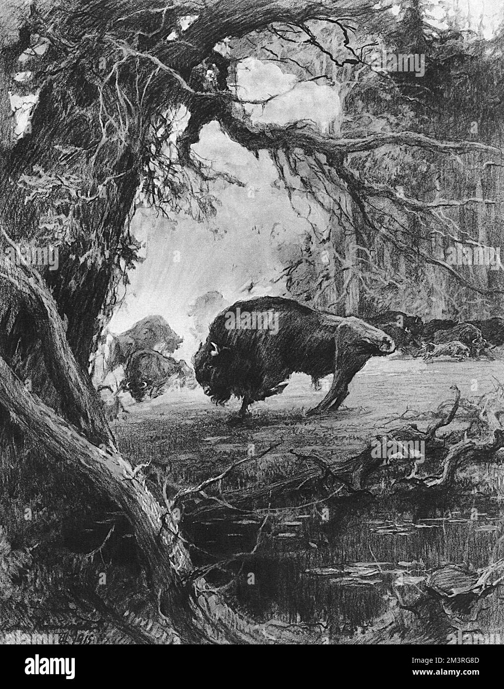 Bisonte europeo in pericolo in tempo di guerra, 1915 Foto Stock