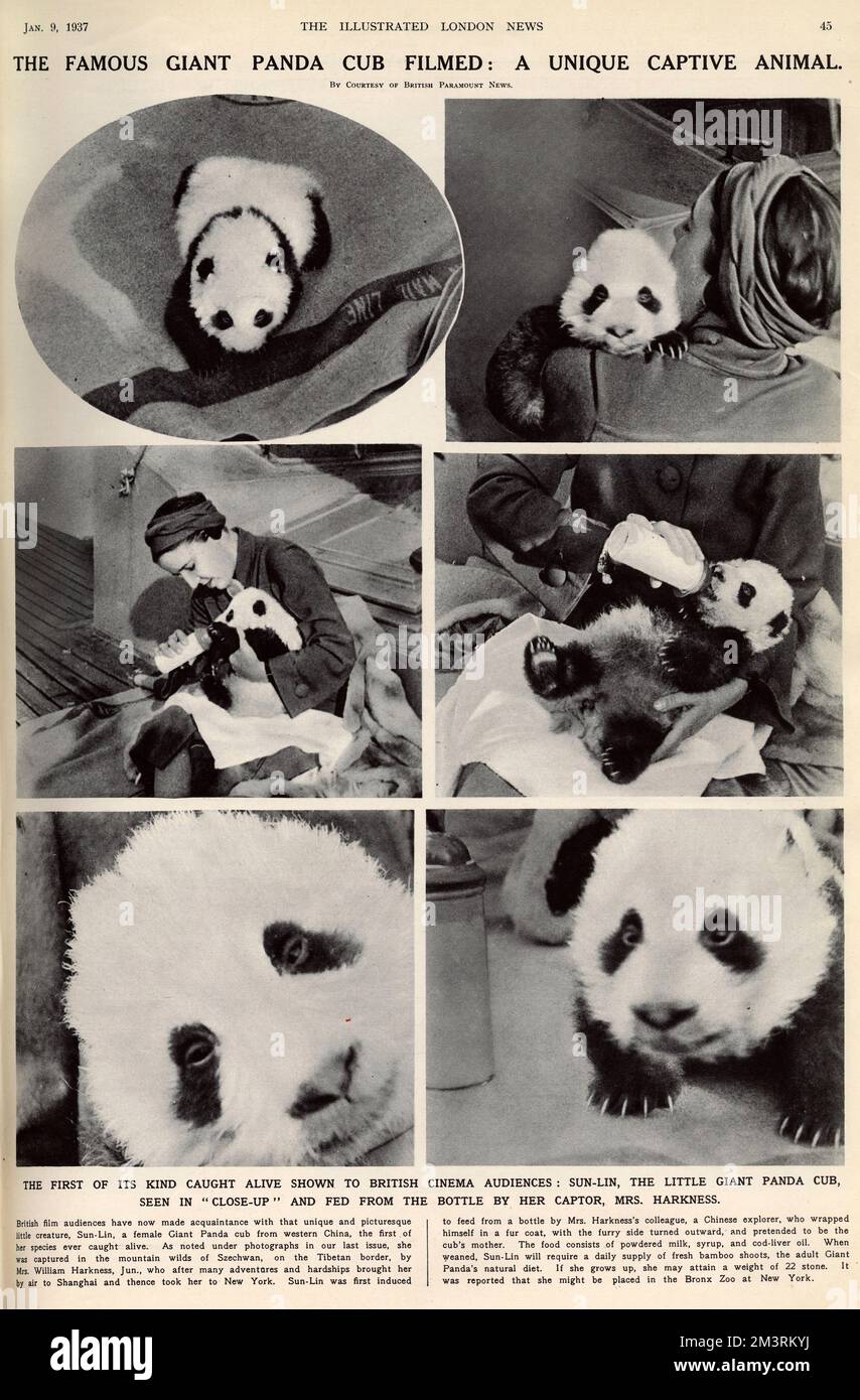 Una pagina del Notiziario illustrato di Londra, che riporta un film su Sun-Lin, The Little Giant Panda cucciolo, il primo nel suo genere ad essere mostrato vivo al pubblico britannico. Questo raro cucciolo (chiamato Sun-Lin in questo articolo, ma anche conosciuto come su Lin), è stato riportato dalle selvagge montagne di Szechwan sul confine tibetano a New York di persona dall'intrepido socialita di Manhattan Ruth Harkness (Mrs. William Harness Jnr (1900-1947). 1937 Foto Stock
