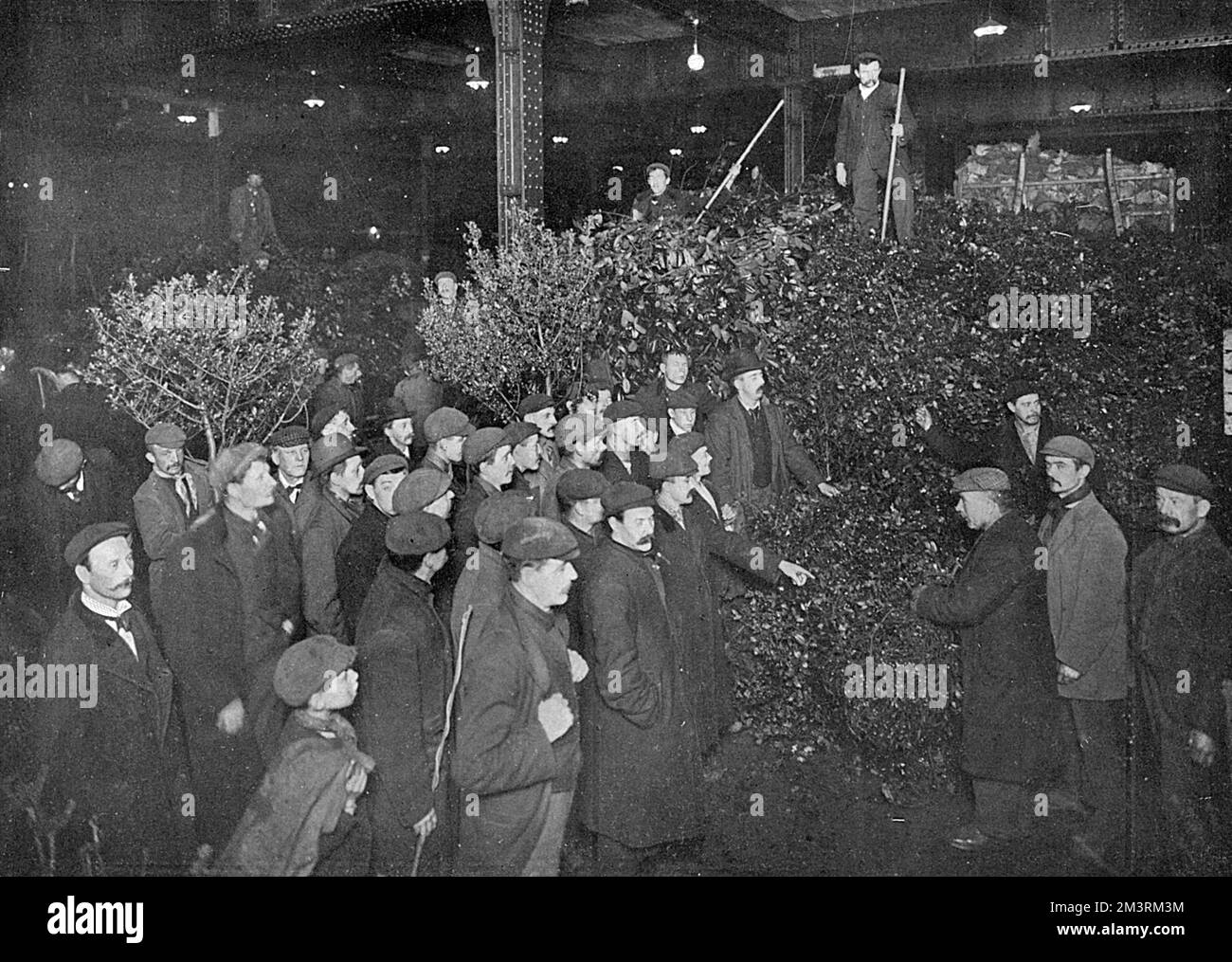 Masse di agrifoglio in vendita al mercato dei fiori di Covent Garden nel 1903. Data: 1903 Foto Stock