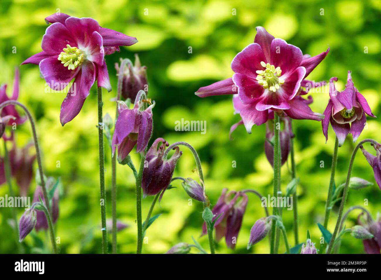 Columbine, Aquilegia vulgaris 'Nora Barlow', Viola, Columbine fioritura, Fiori Foto Stock