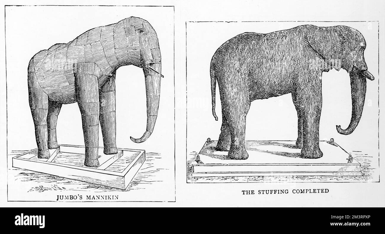 La mannichina di Jumbo e il risultato finale: Celebrato elefante Jumbo è imbalsamato per posterità e continua il tour con lo showman americano P.T Barnum anche nella morte. Data: 1886 Foto Stock
