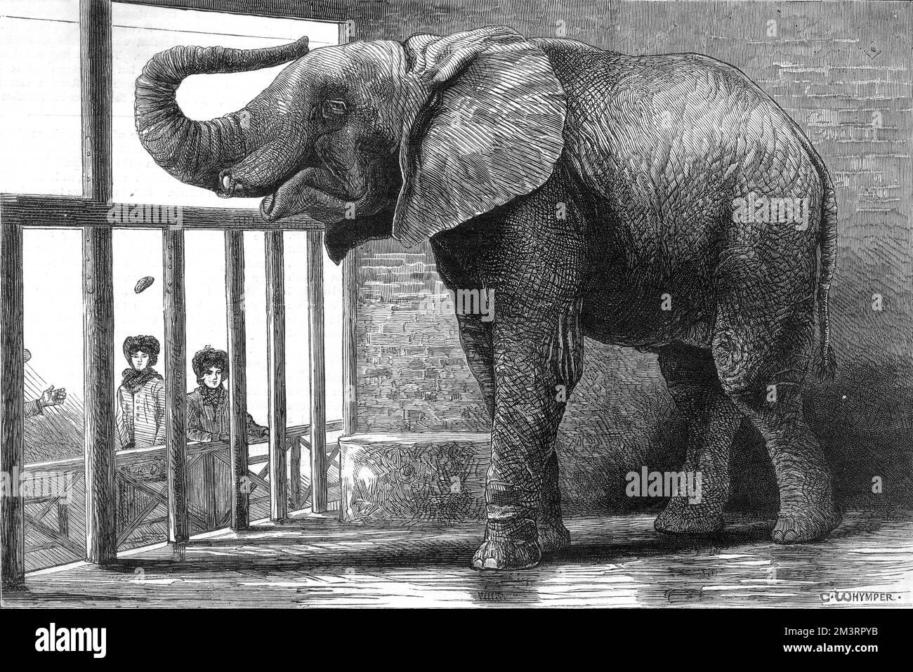 Jumbo l'elefante africano raffigurato nei giardini della Zoological Society, Regent's Park, intorno al tempo in cui è stato acquistato dallo showman americano P.T Barnum. Data: 1885 Foto Stock