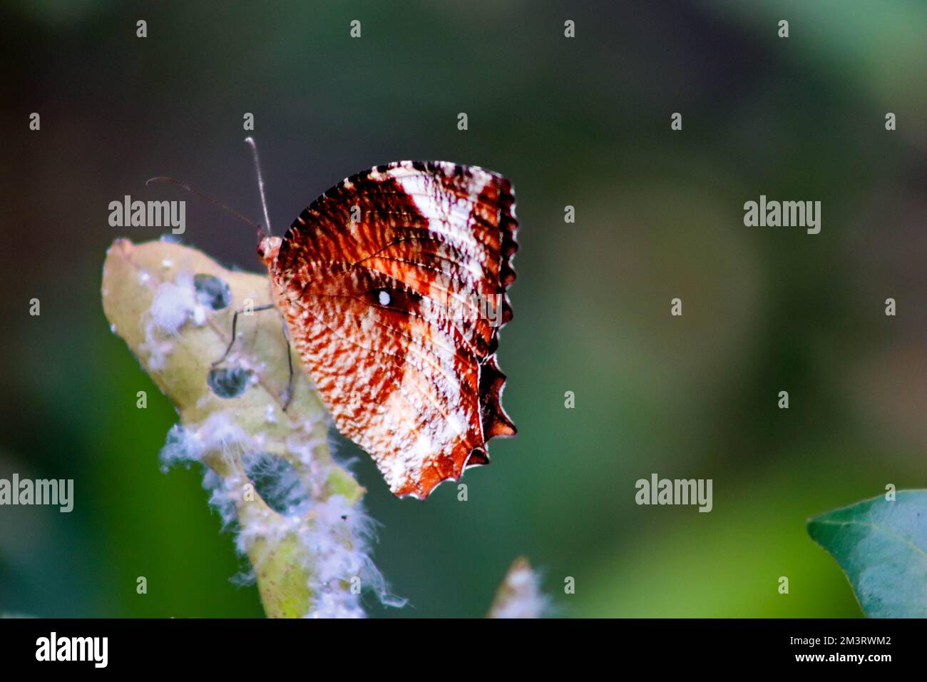 La libellula esiste perché esiste e per nessun altro motivo Foto Stock