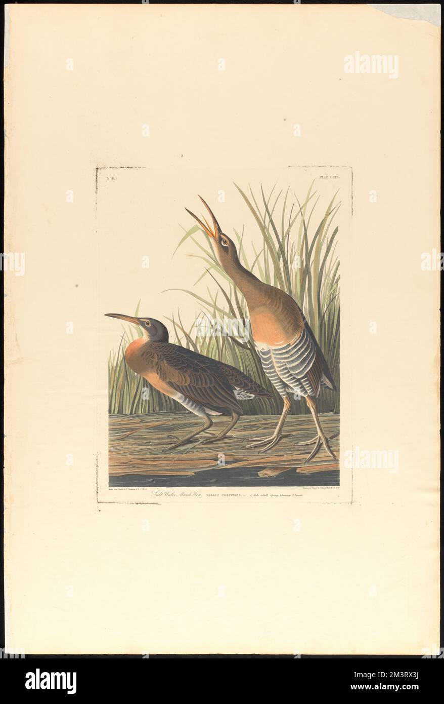 Gallina di palude di acqua salata : Rallus crepitans, GM. 1. Piumaggio primaverile per adulti maschi. 2. Femmina. c.1 v.3 Plate 204 , Birds, Clapper rail. Gli uccelli d'America - da disegni originali di John James Audubon Foto Stock