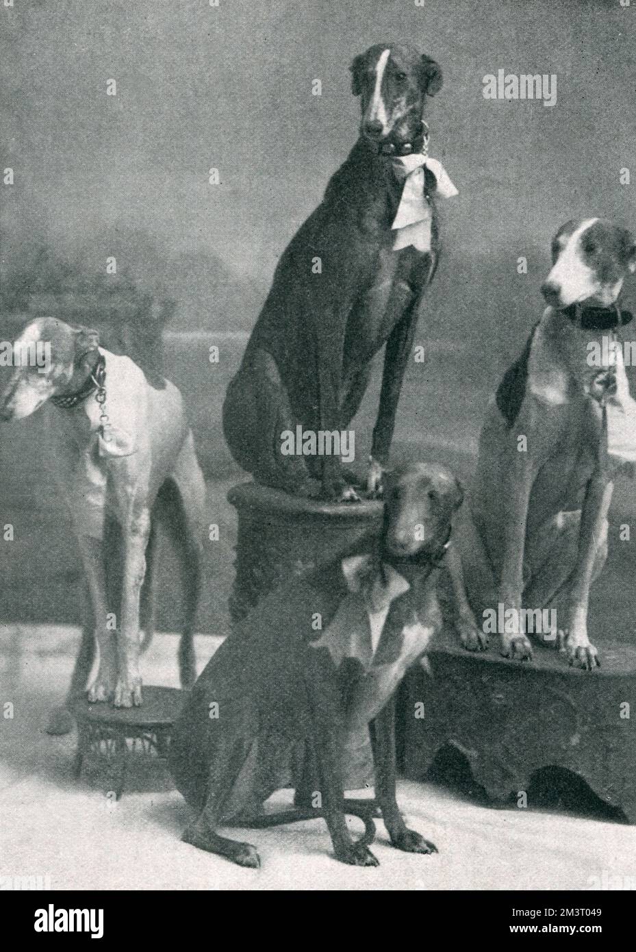 Herbert's Dogs, apparso all'ippodromo di Londra nel 1901. Lo Sporting illustrato &amp; drammatico News commento che, "non sono il meno esperto e interessante. Tra le prodezze eseguite si è arrampicata una scala ad un'altezza considerevole, tuffandosi in una coperta e i cani mostra esposti notevolmente abili salti. 1901 Foto Stock