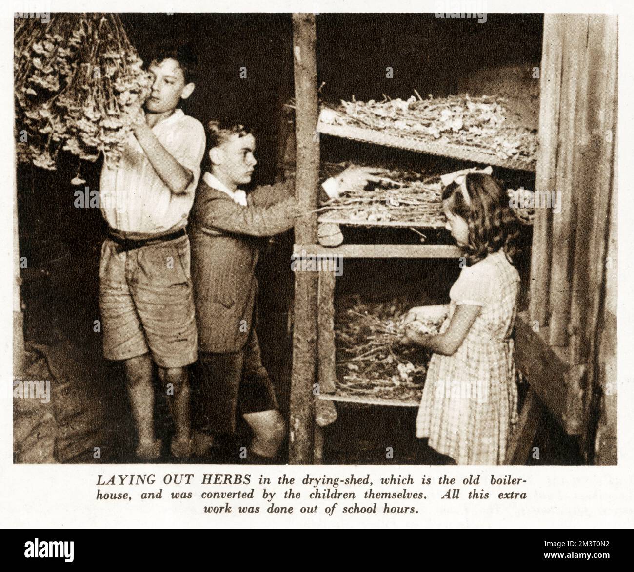 WW2 - Home Front - i bambini della Buckingham Gate Central School, evacuati a Handcross, Sussex occidentale, stendono le erbe in un capannone di essiccazione (una casa di caldaia convertita) a Nyman's, Handcross, la casa di campagna del tenente colonnello Messel. Foto Stock