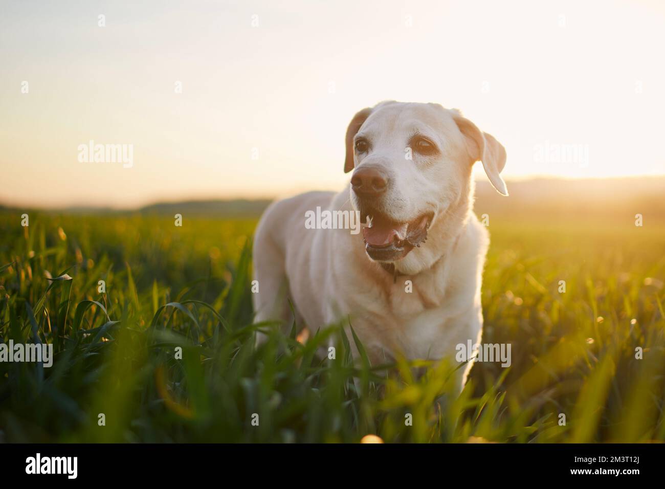 Buon campo per cani al tramonto. Soddisfatto vecchio labrador retriever durante passeggiata in natura. Foto Stock